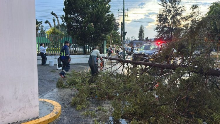 Retira Ayuntamiento de Morelia árboles caídos por lluvias