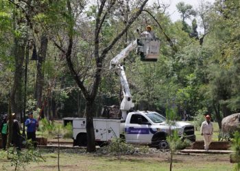 Arranca Alfonso Martínez 2da Etapa de recuperación de árboles