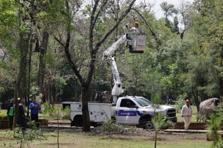 Arranca Alfonso Martínez 2da Etapa de recuperación de árboles