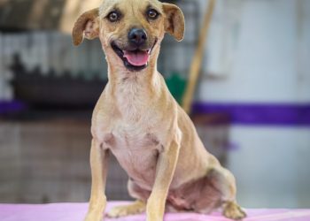 Invita Gobierno de Morelia a feria de adopción