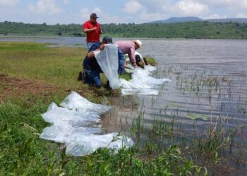 Impulso al sector acuícola fortalece el desarrollo local: Julio César Conejo Alejos