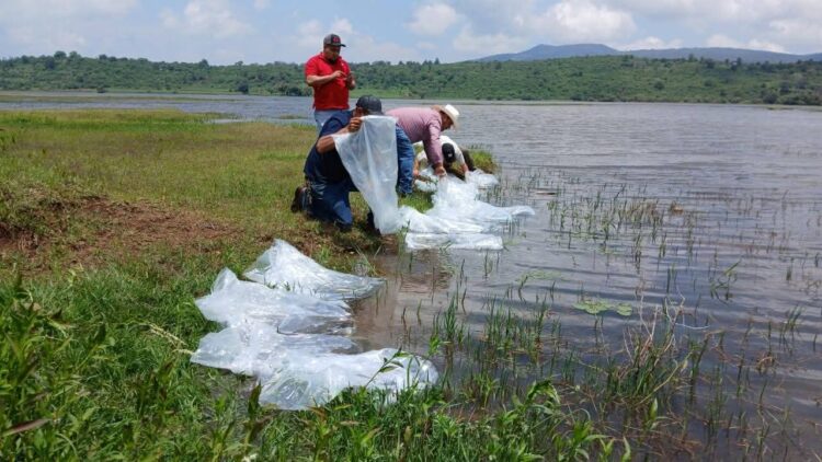 Impulso al sector acuícola fortalece el desarrollo local: Julio César Conejo Alejos