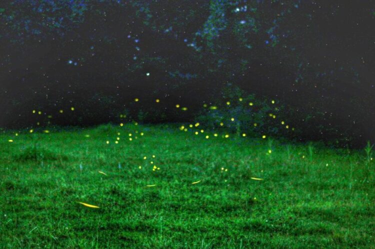 Las luciérnagas iluminan con su mágica luz neón al Pueblo Mágico de Tlalpujahua