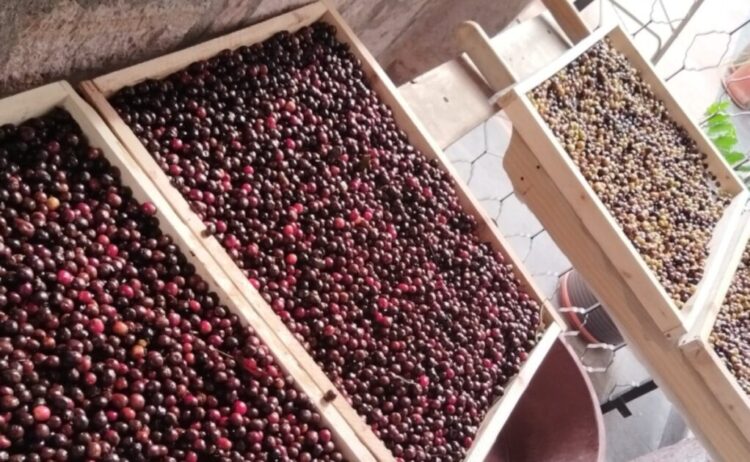 Ganó la Casa Tostadora de Café michoacana el premio en Lo Mejor del Café Awards 2025