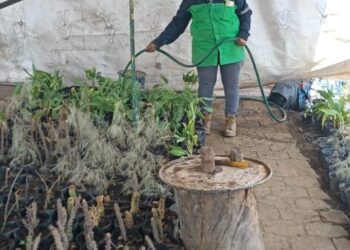 Gobierno de Morelia apuesta por el fortalecimiento ambiental, con nuevo vivero municipal