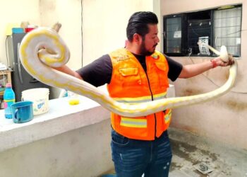 Protección Civil de Morelia captura serpiente dentro de domicilio