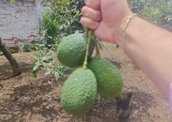 Aplicarán por primera vez en Michoacán reparación de daño ambiental por cultivo ilegal de aguacate