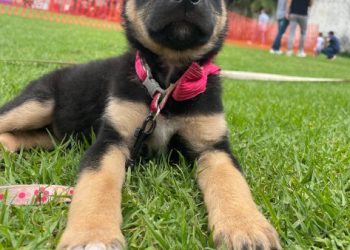 Amor, vacunas y adopciones: Morelia vivirá un fin de semana peludo con Rescatistas Independientes de Michoacán