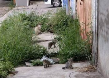 Matrimonio abandona 50 gatos en Apatzingán; CEAM pide apoyo municipal inmediato