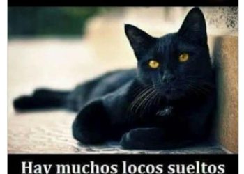 Cierran en Michoacán la adopción de gatos y perros blanco, negro y combinados por superstición