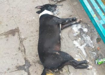 Tarímbaro y Puruándiro: epicentros de crueldad animal en Michoacán