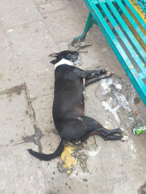 Tarímbaro y Puruándiro: epicentros de crueldad animal en Michoacán