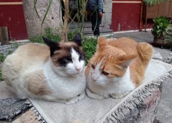 Pretende PROFEPA desalojar a los gatos que por más de una década han sido emblema de la institución