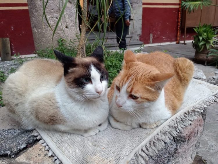 Pretende PROFEPA desalojar a los gatos que por más de una década han sido emblema de la institución