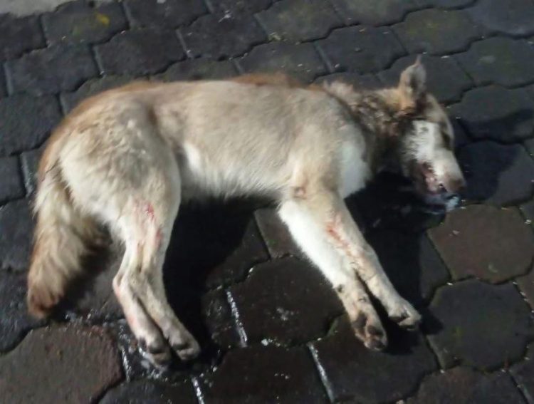 “¡Ya basta!” al nuevo episodio de crueldad y  envenenamiento masivo de perros y gatos en Paracho