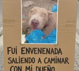 Señalan al Ayuntamiento de Paracho por matanza masiva de perros y exigen a FGE investigar sin encubrimiento