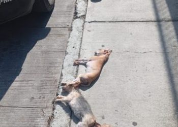Asociaciones animalistas piden al Congreso eliminar tibieza legal ante envenenamientos masivos de perros y gatos en Michoacán