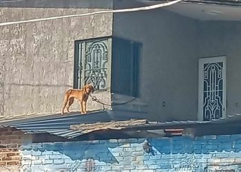 Maravatío, territorio del horror animal: exigen a la FGE detener la impunidad