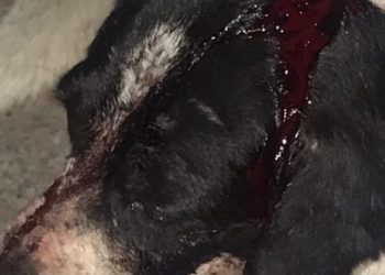 Este martes, primer juicio por crueldad animal en Zitácuaro: el caso de “Huesitos” sienta precedente legal