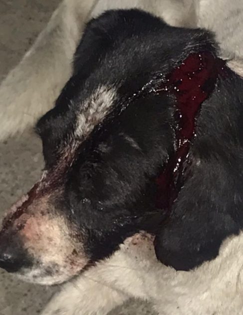 Este martes, primer juicio por crueldad animal en Zitácuaro: el caso de “Huesitos” sienta precedente legal