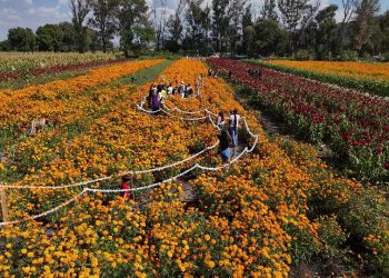 Numerosas familias disfrutan de la Fiesta de la Flor de Cempasúchil 2025 en Tarímbaro