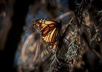 La Biosfera de la Mariposa Monarca cumple este 10 de noviembre 25 años de ser declarada Área Natural Protegida