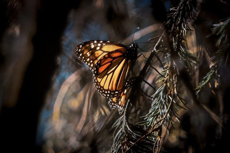 La Biosfera de la Mariposa Monarca cumple este 10 de noviembre 25 años de ser declarada Área Natural Protegida