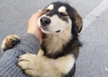 Colectivos animalistas aplauden endurecimiento de sanciones penales contra la crueldad animal