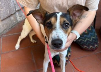 Feria navideña de adopción: 20 lomitos y michis buscan familia para cerrar el 2025