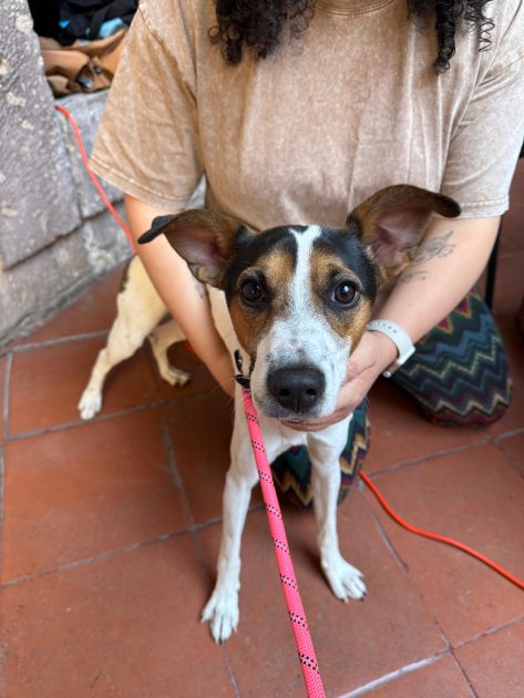 Feria navideña de adopción: 20 lomitos y michis buscan familia para cerrar el 2025