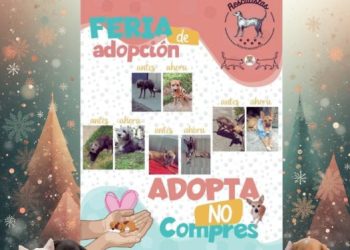 Este domingo, rescatistas independientes ofrecerán feria de adopción y servicios veterinarios accesibles