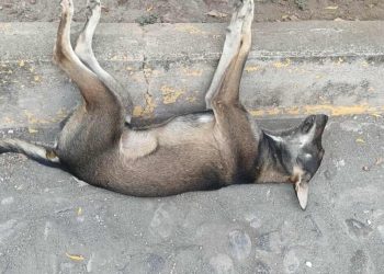 Colectivos animalistas demandan justicia y cárcel para nuevos envenenadores en Apatzingán y Nueva Italia