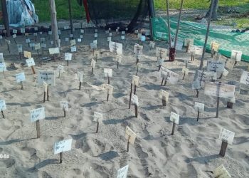 Campamentos tortugueros liberan más de 500 mil crías en un mes