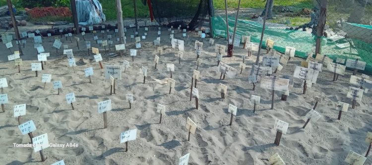 Campamentos tortugueros liberan más de 500 mil crías en un mes