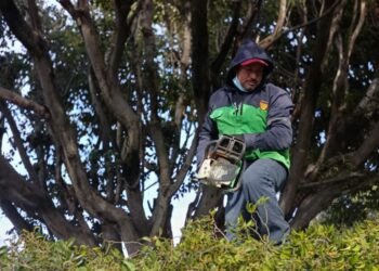 Refuerza Servicios Públicos la seguridad y el entorno urbano con poda de árboles en Calzada La Huerta