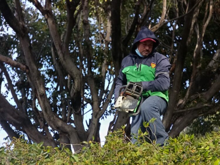 Refuerza Servicios Públicos la seguridad y el entorno urbano con poda de árboles en Calzada La Huerta