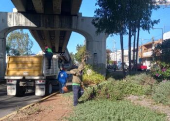 Permanentes, acciones de poda sanitaria en Morelia