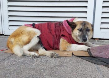 Para avanzar en el trato digno a los animales se requieren funcionarios empáticos y una sociedad consciente: GHAPAD