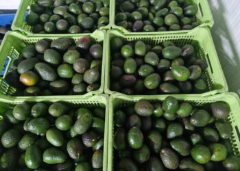 Michoacán enviará más de 120 mil toneladas de aguacate para el Super Bowl