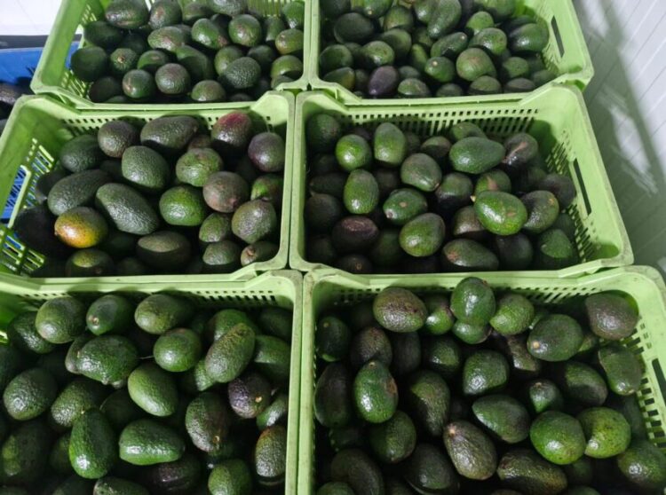 Michoacán enviará más de 120 mil toneladas de aguacate para el Super Bowl