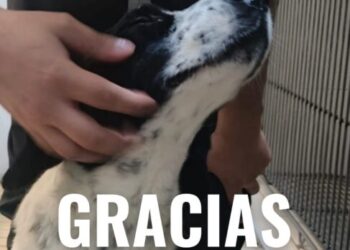 Triunfa Huesitos en los tribunales: justicia declara culpable a su agresora