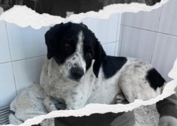 Caso Huesitos entra en su fase decisiva: animalistas exigen justicia por perrito atacado a machetazos