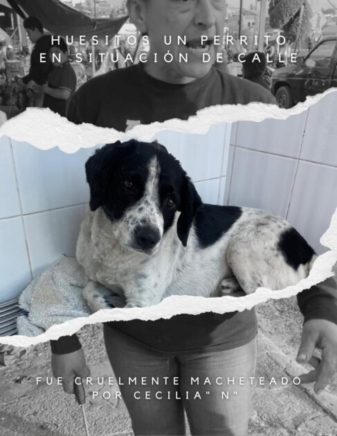 Caso Huesitos entra en su fase decisiva: animalistas exigen justicia por perrito atacado a machetazos