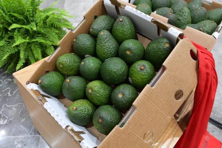 Por su posición Geográfica, Michoacán va por la protección total de su aguacate