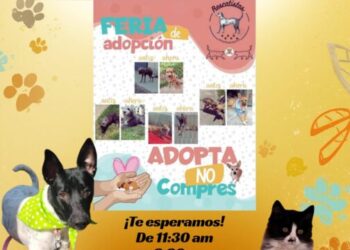 Rescatistas independientes convocan a feria de adopción este domingo en Morelia