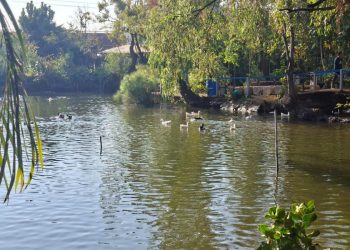 Implementa Ayuntamiento de Morelia acciones de cuidado y protección de fauna en el Bosque Cuauhtémoc