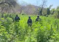 Destruyen plantío de marihuana con más de 6 mil plantas en Buenavista