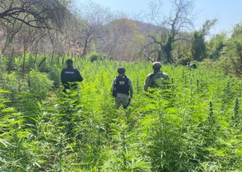 Destruyen plantío de marihuana con más de 6 mil plantas en Buenavista