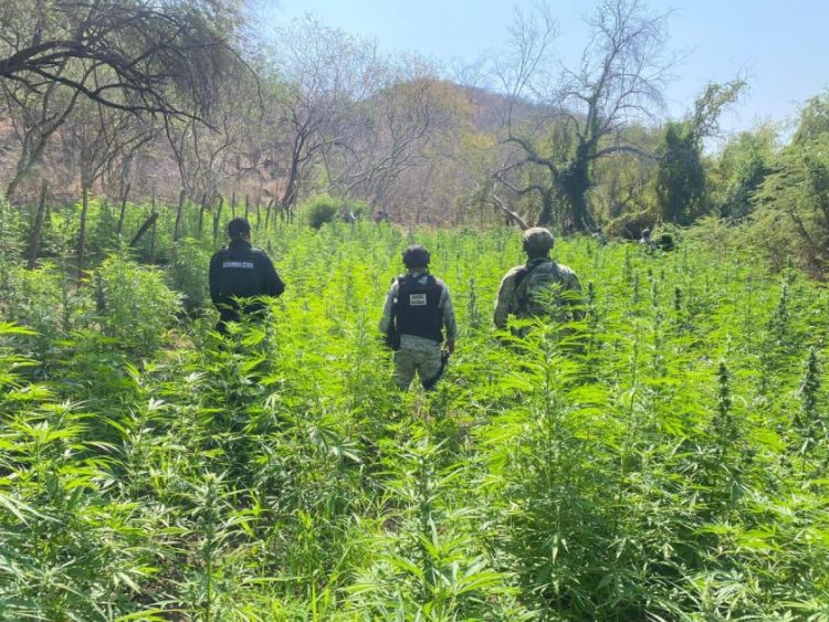 Destruyen plantío de marihuana con más de 6 mil plantas en Buenavista