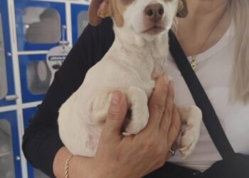 Adopta con Rescatistas Independientes y dale hogar a quien solo pide amor